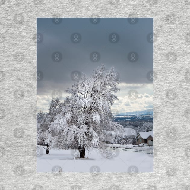 Winter Tree by valentina9